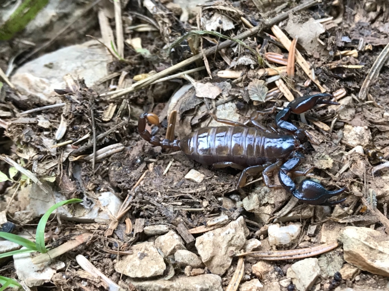 Akrep - Euscorpius mingrelicus (Kessler, 1874)